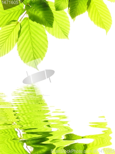 Image of green summer leaves
