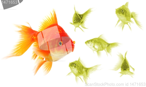 Image of goldfish