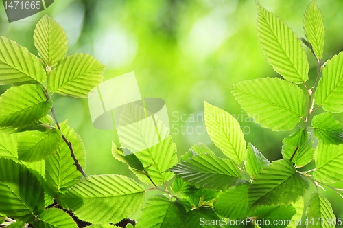 Image of green summer leaf