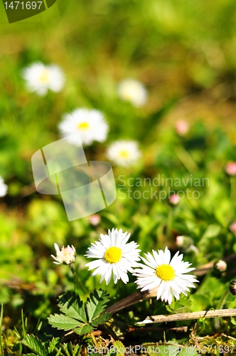 Image of daisy flower