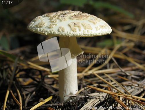 Image of Amanita - death cup