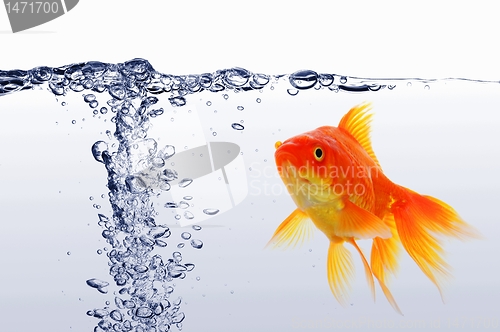 Image of goldfish