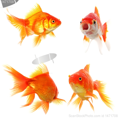 Image of goldfish