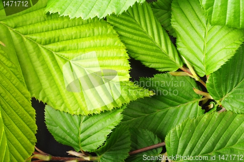 Image of leaf texture