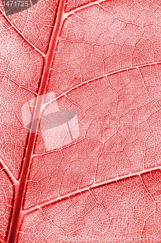 Image of abstract colored leaf texture
