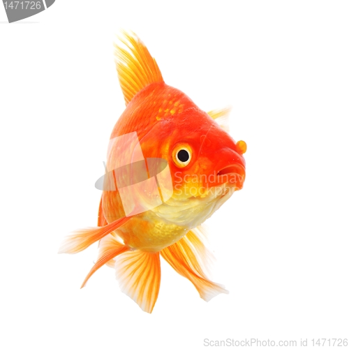 Image of goldfish