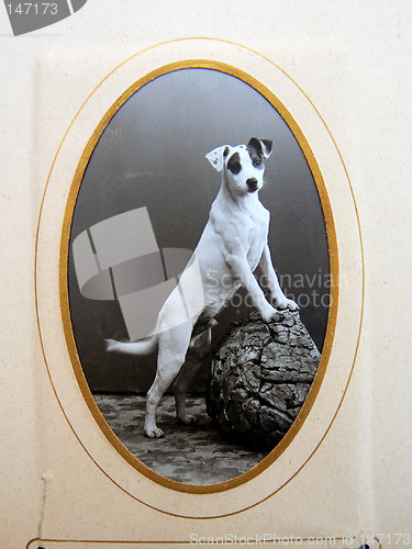 Image of Vintage dog photo