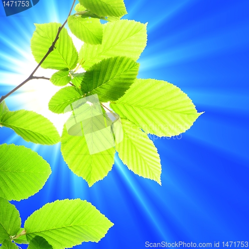 Image of leaf and copyspace