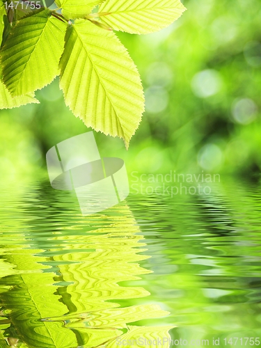Image of leaf