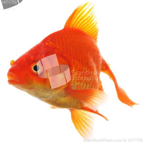 Image of goldfish