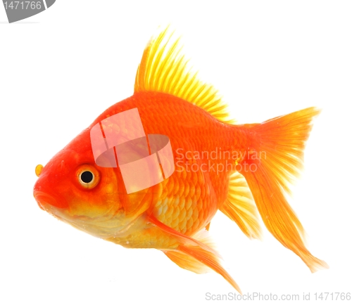 Image of goldfish