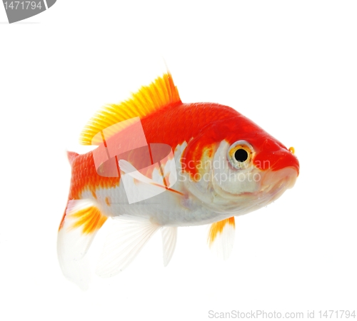 Image of goldfish