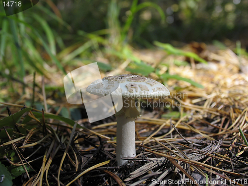 Image of Amanita - death cup