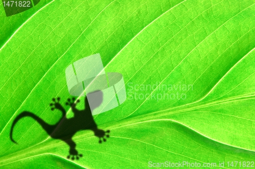 Image of gecko shadow on leaf