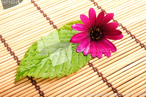 Image of leaf