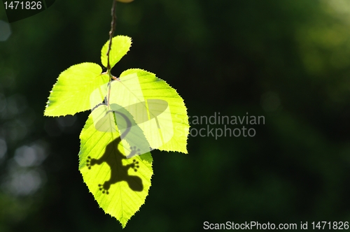 Image of gecko shadow on leaf