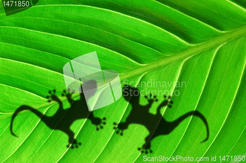 Image of tropical background