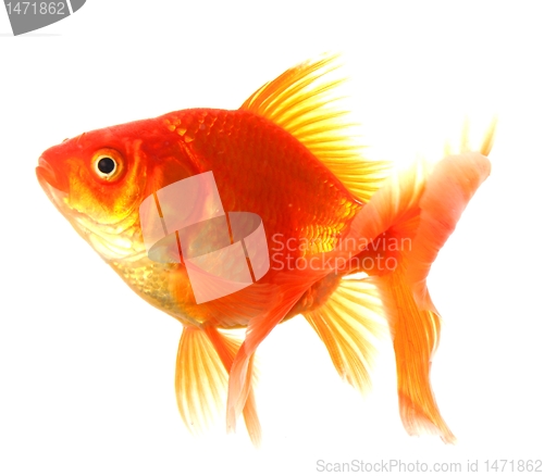Image of goldfish