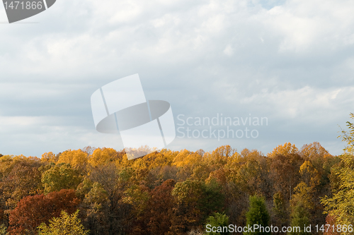 Image of Autumn Fall Forrest Trees Yellow and Red Gray Sky Clouds