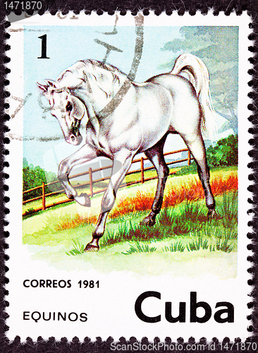 Image of Canceled Cuban Postage Stamp Majestic White Horse Standing in Pa