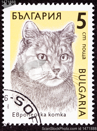 Image of Canceled Bulgarian Postage Stamp Shorthaired Tiger Stripe Cat Br