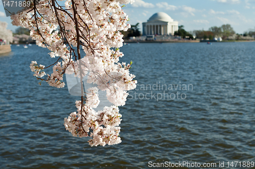 Image of Cherry Blossoms Jefferson Memorial, Washington DC