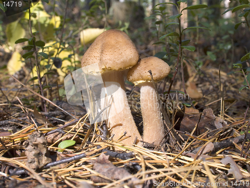Image of Armillariella mellea - Honey fungus