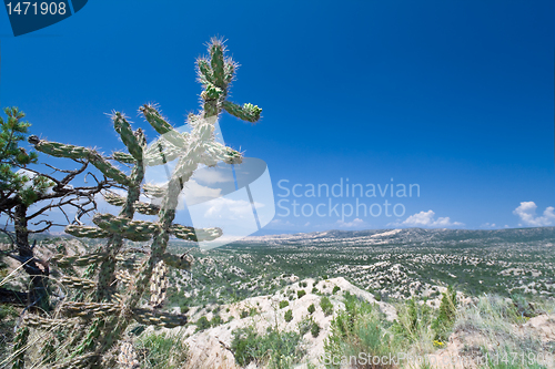 Image of Compound Aluvial Fans Bajada Cylindropuntia Imbricata Cane Choll