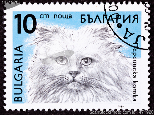 Image of Canceled Bulgarian Postage Stamp Fuzzy Longhaired Himalayan Cat 