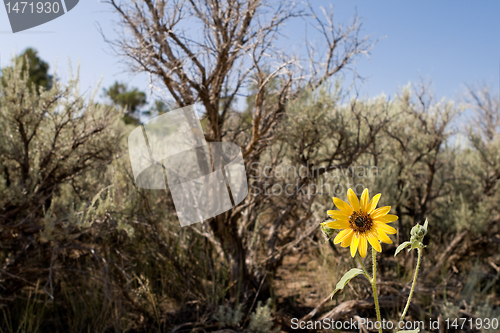 Image of Showy Sunflower Helianthus Laetiflorus Sage Brush