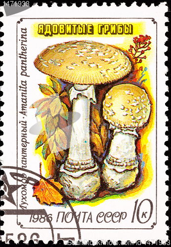 Image of Canceled Soviet Russia Postage Stamp Amanita Pantherina Panther 