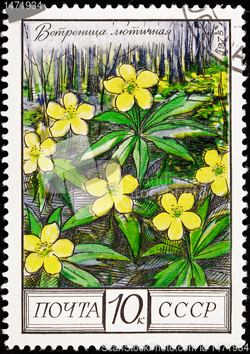 Image of Soviet Russia Post Stamp Ranunculus Yellow Buttercup Oak Forest