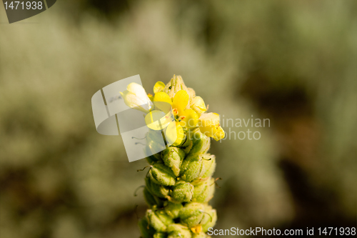 Image of Closeup of a Common Mullein Yellow Flower