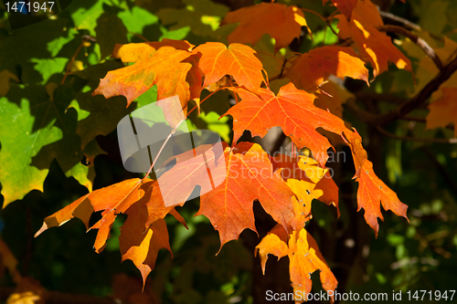 Image of Orange, Red, Yellow Maple Leaves on Tree Fall Autumn