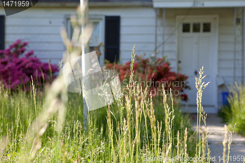 Image of Long Grass Outside Abandoned Cape Cod Single Family Home Marylan