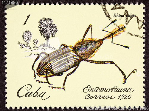 Image of Post Stamp Insect Weevil Rhina Oblita Brown Beetle