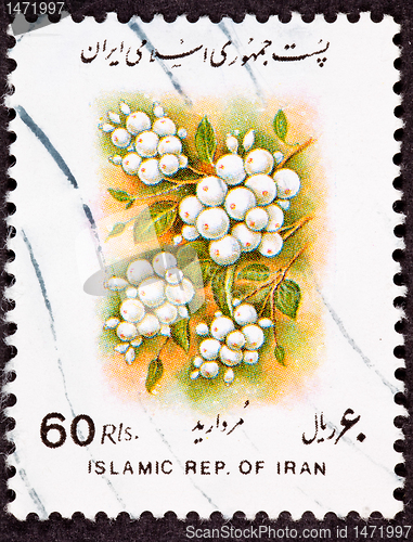 Image of Canceled Iranian Postage Stamp White Berries Sorbus glabrescens 