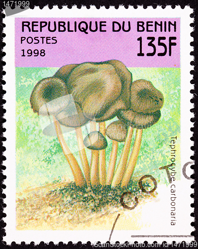 Image of Canceled Benin Postage Stamp Clump Mushroom Tephrocybe Anthracop