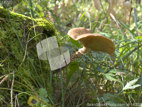 Image of Armillariella mellea - Honey fungus