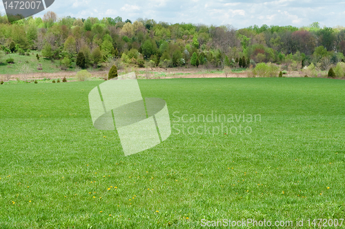 Image of Grassy Green Field Dandelions Tree Line Distance