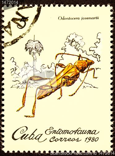 Image of Canceled Cuban Postage Stamp Cricket Like Insect Odontocera Jose