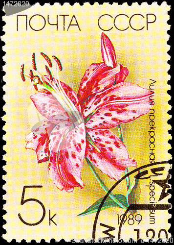 Image of Canceled Soviet Russia Postage Stamp Spotted Pink Lily Lilium Sp