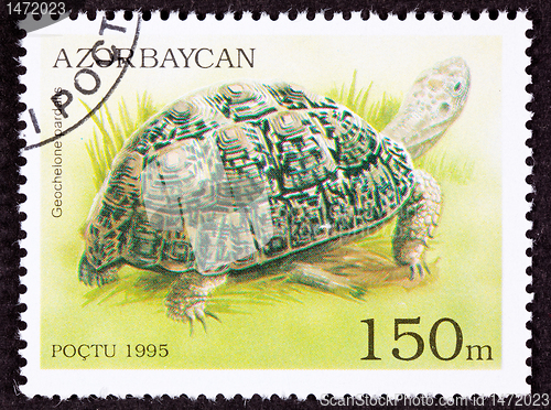 Image of Canceled Azerbaijan Postage Stamp Leopard Tortoise Geochelone Pa