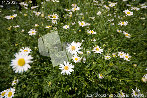 Image of Full Frame Field of Daisies Flowers
