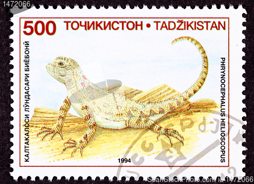 Image of Canceled Tajikistan Postage Stamp Sunwatcher Toadhead Agama, Liz