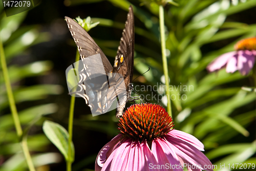 Image of Eastern Swallowtail Butterfly Pink Coneflower 'Magnus' Echinacea