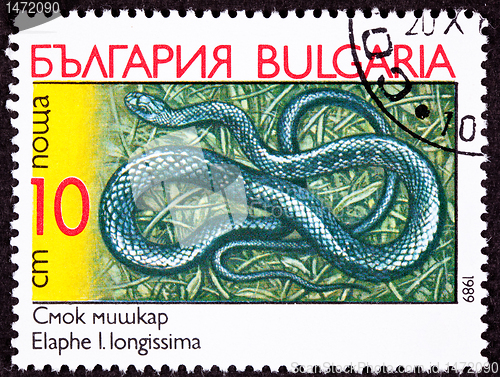 Image of Canceled Bulgarian Postage Stamp Aesculapian Rat Snake, Elaphe L
