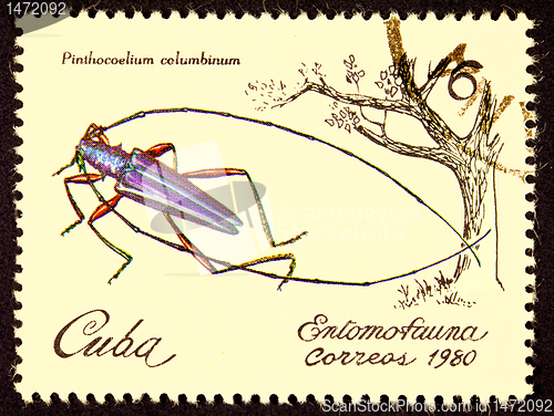 Image of Canceled Cuban Postage Stamp Iridescent Tree Borer Insect Pinthe