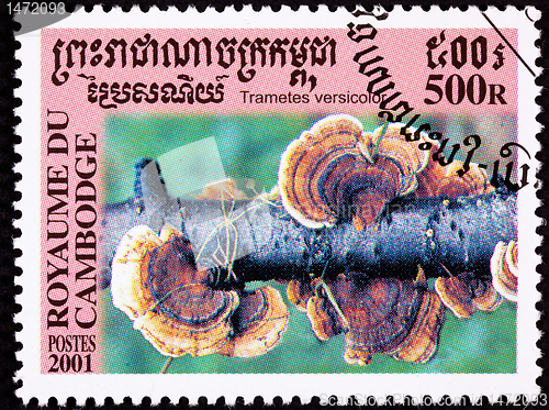 Image of Canceled Cambodian Postage Stamp Red Turkey Tail Mushroom, Trame