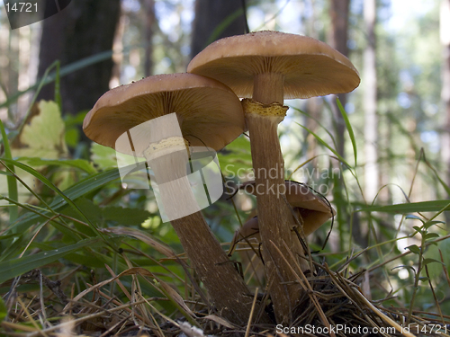 Image of Armillariella mellea - Honey fungus